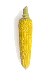 Corn