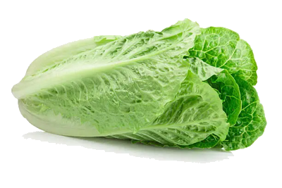 Romaine lettuce