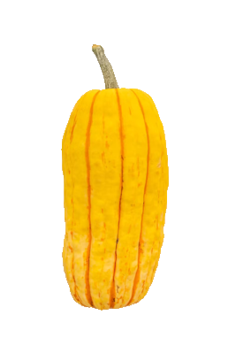 Yellow squash